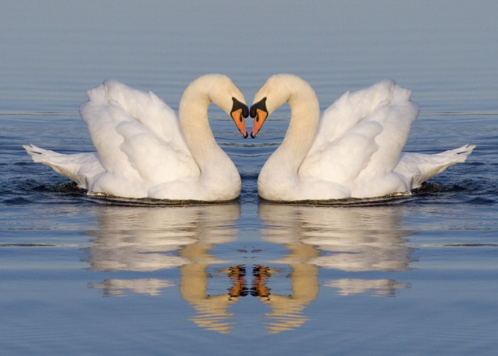 “If She Were A Swan…” – Celebrate Women’s Heart Health Month with the Hired Hands Homecare Challenge