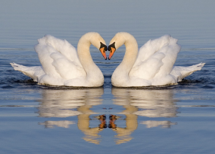 “If She Were A Swan…” – Celebrate Women’s Heart Health Month with the Hired Hands Homecare Challenge