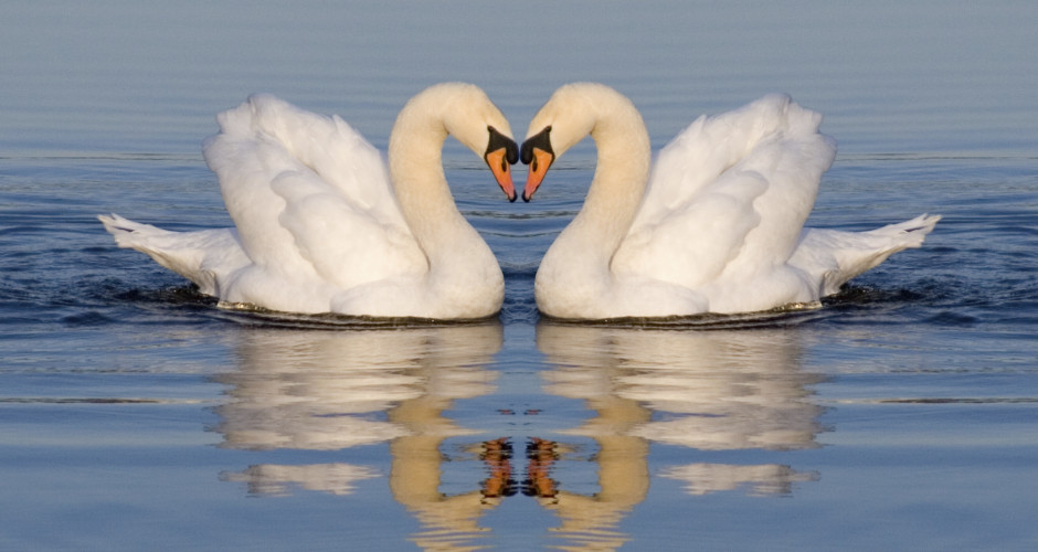“If She Were A Swan…” – Celebrate Women’s Heart Health Month with the Hired Hands Homecare Challenge