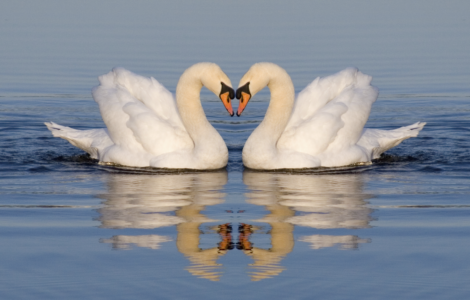 “If She Were A Swan…” – Celebrate Women’s Heart Health Month with the Hired Hands Homecare Challenge