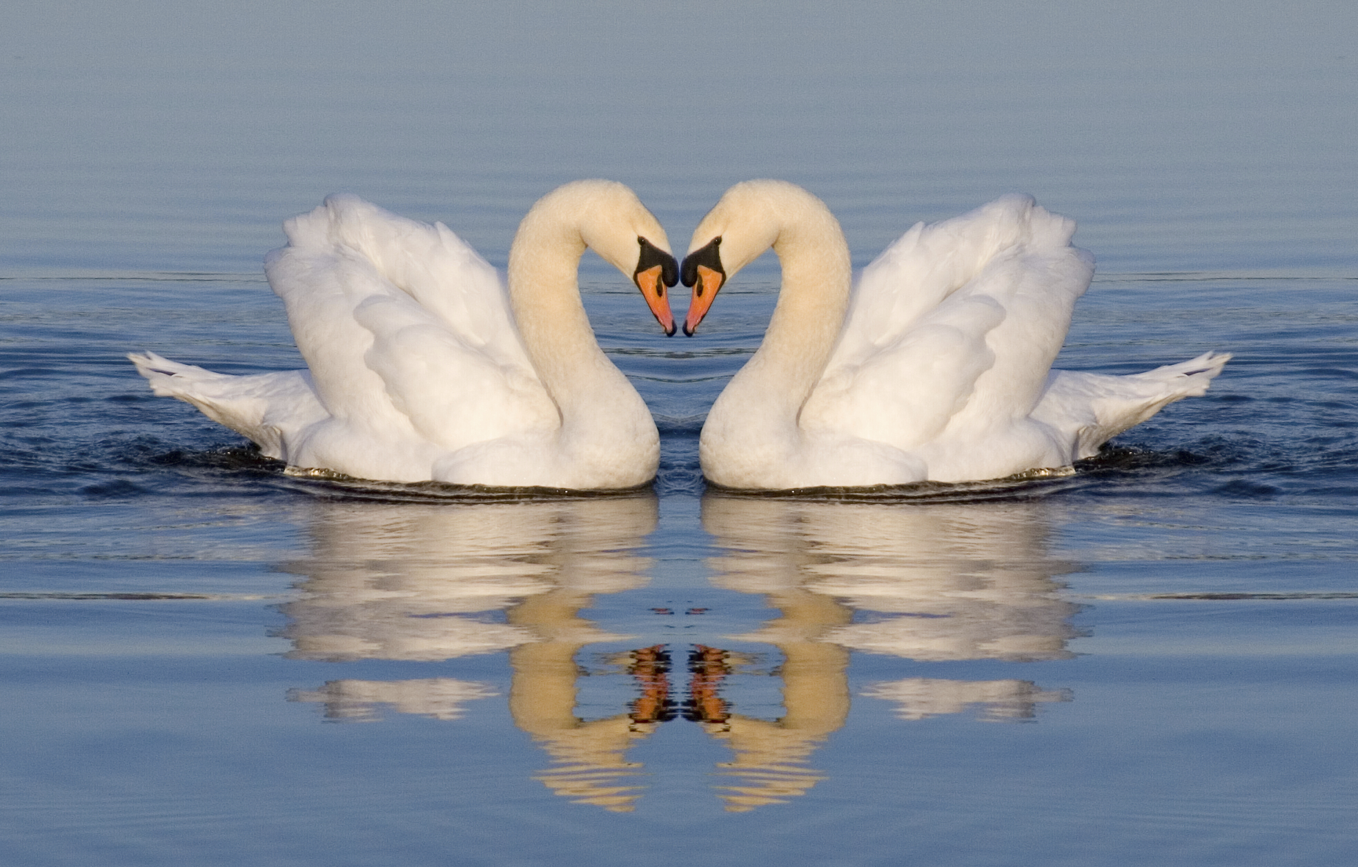 “If She Were A Swan…” – Celebrate Women’s Heart Health Month with the Hired Hands Homecare Challenge